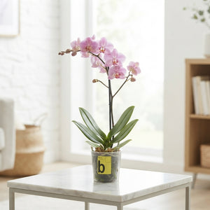 Mixed Phalaenopsis Orchid – 12cm Pot, 50cm High