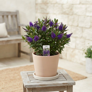 Mixed Hebe Garden Plant – 15cm Pot, 35cm High