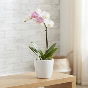 Mixed Phalaenopsis Orchid – 12cm Pot, 60cm Tall