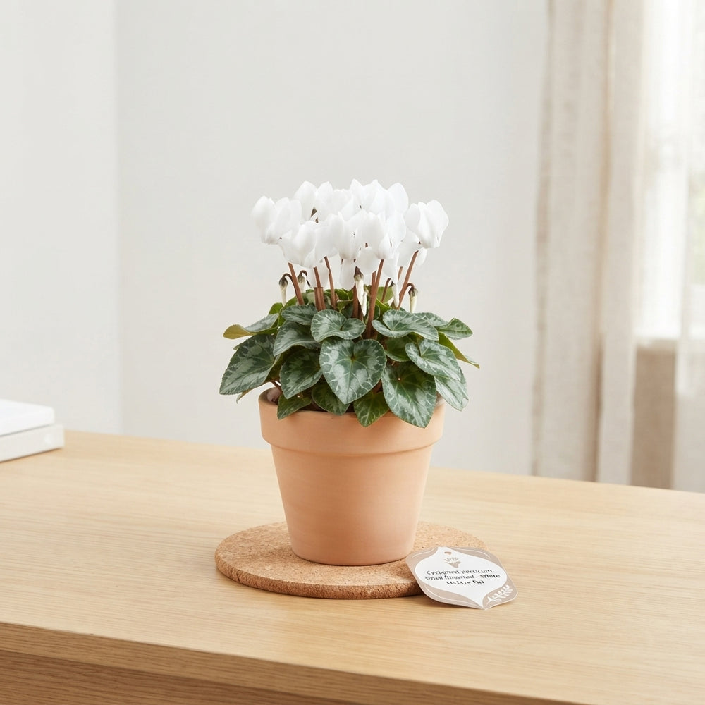 White Persian Cyclamen (Cyclamen persicum) – 10.5cm Pot