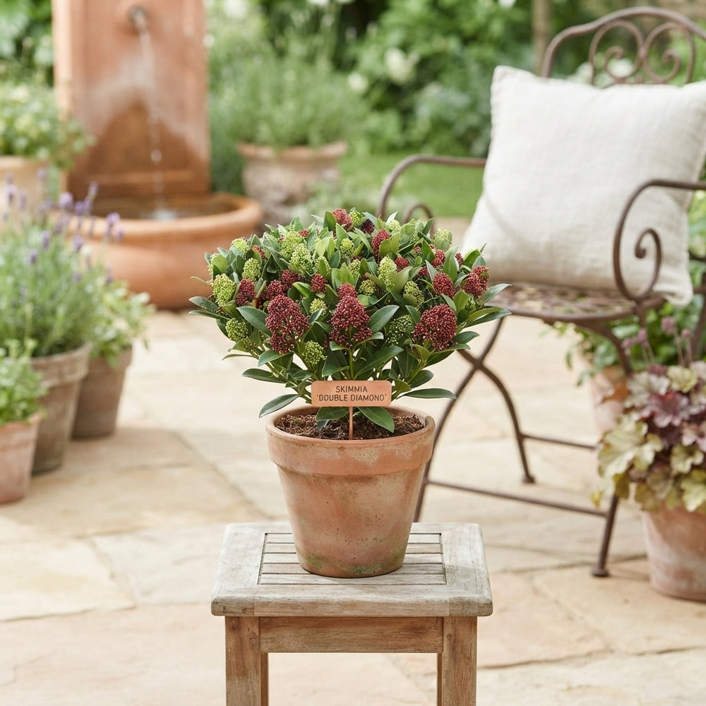 Skimmia japonica 'Double Diamond' – 10cm Pot