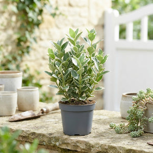 Euonymus japonicus 'Kathy' – 9cm Pot