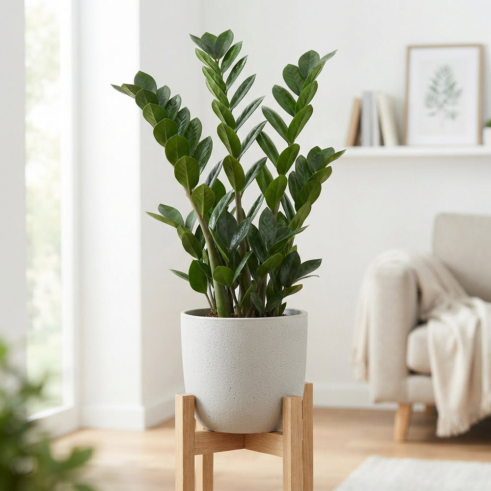 ZZ Plant (Zamioculcas zamiifolia) – 21cm Pot, 85cm