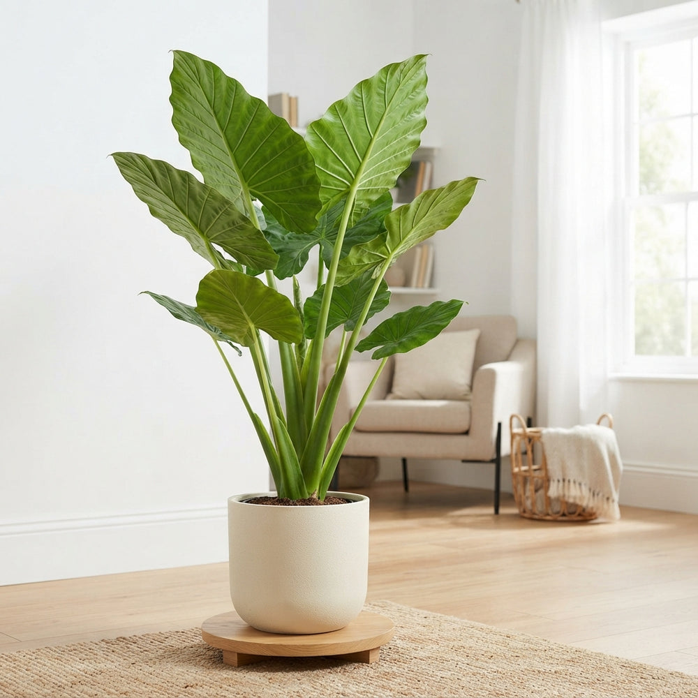Alocasia Portodora Elephant Ear Plant – 32cm Pot