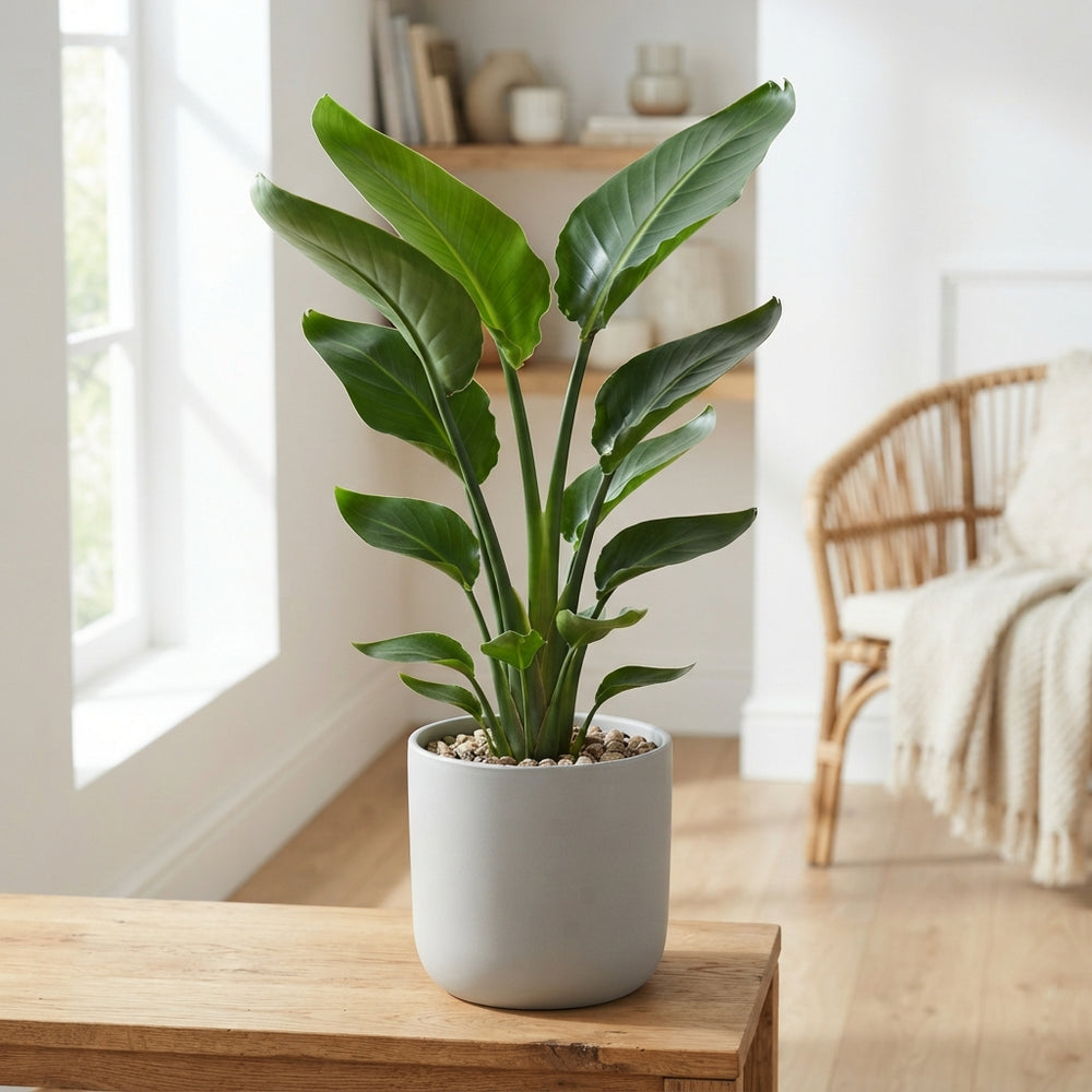 White Bird of Paradise (Strelitzia nicolai) – 21cm Pot
