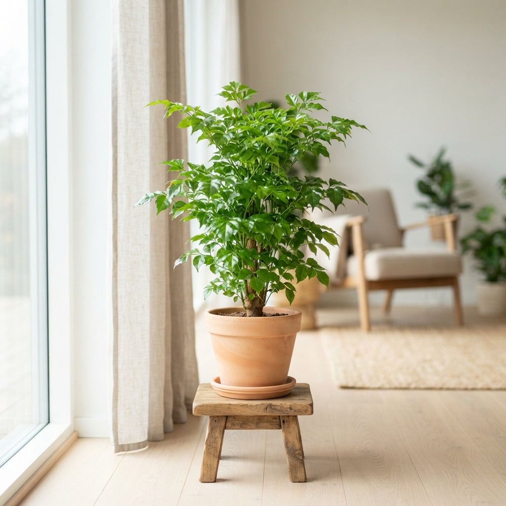 China Doll Plant (Radermachera sinica) – 21cm Pot
