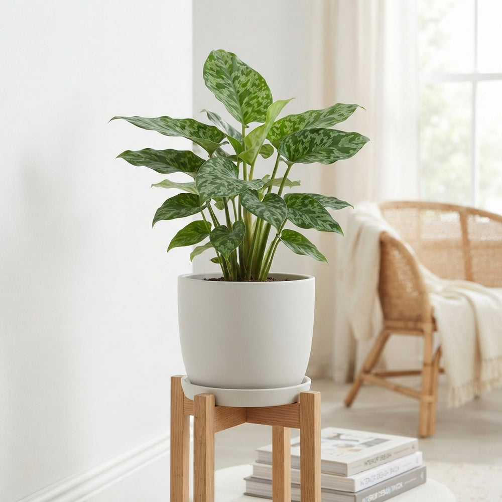 Homalomena ‘Camouflage’ Houseplant – 19cm Pot