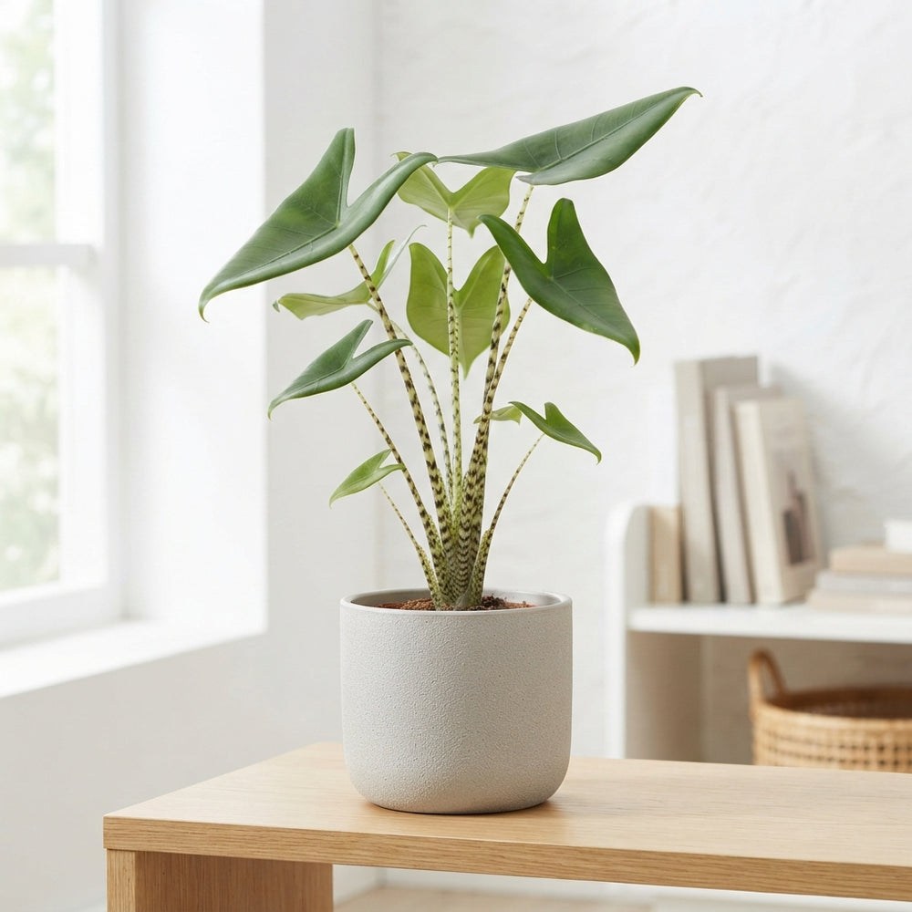 Alocasia Zebrina – 21cm Pot, Approx. 90cm High
