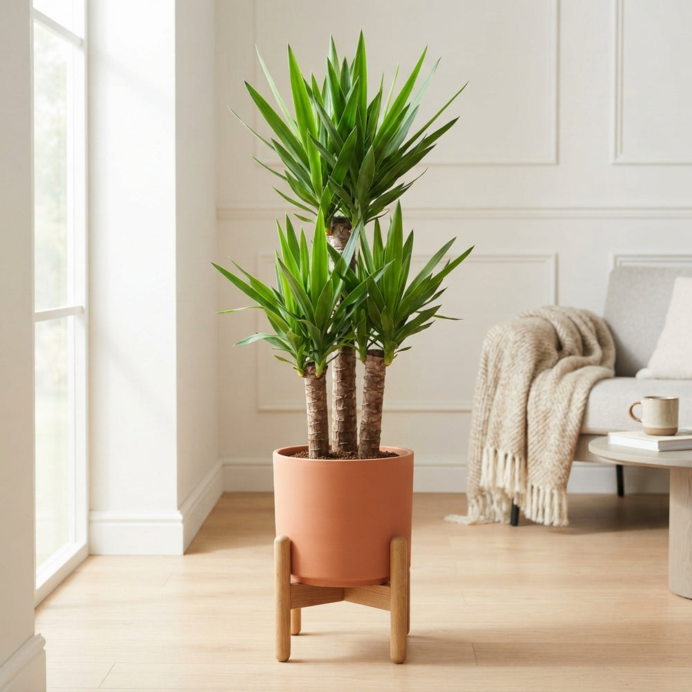 Yucca Houseplant (Yucca) – 24cm Pot, 150cm Height