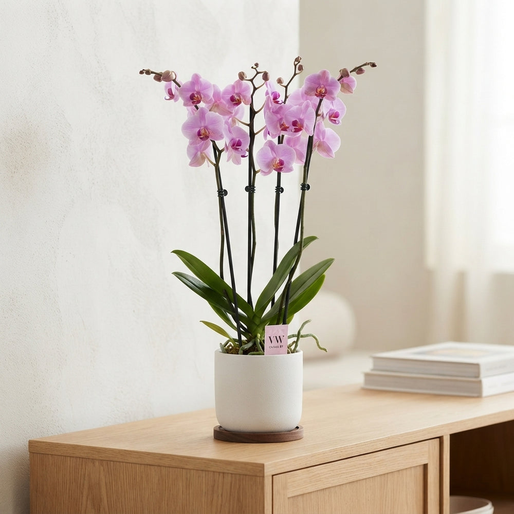 Pink Phalaenopsis Orchid – 12cm Pot, 70cm High