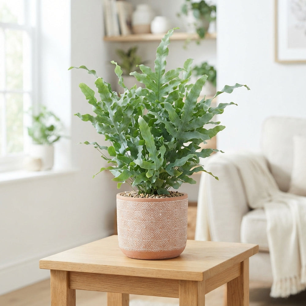 Blue Star Fern (Phlebodium) – 17cm Pot