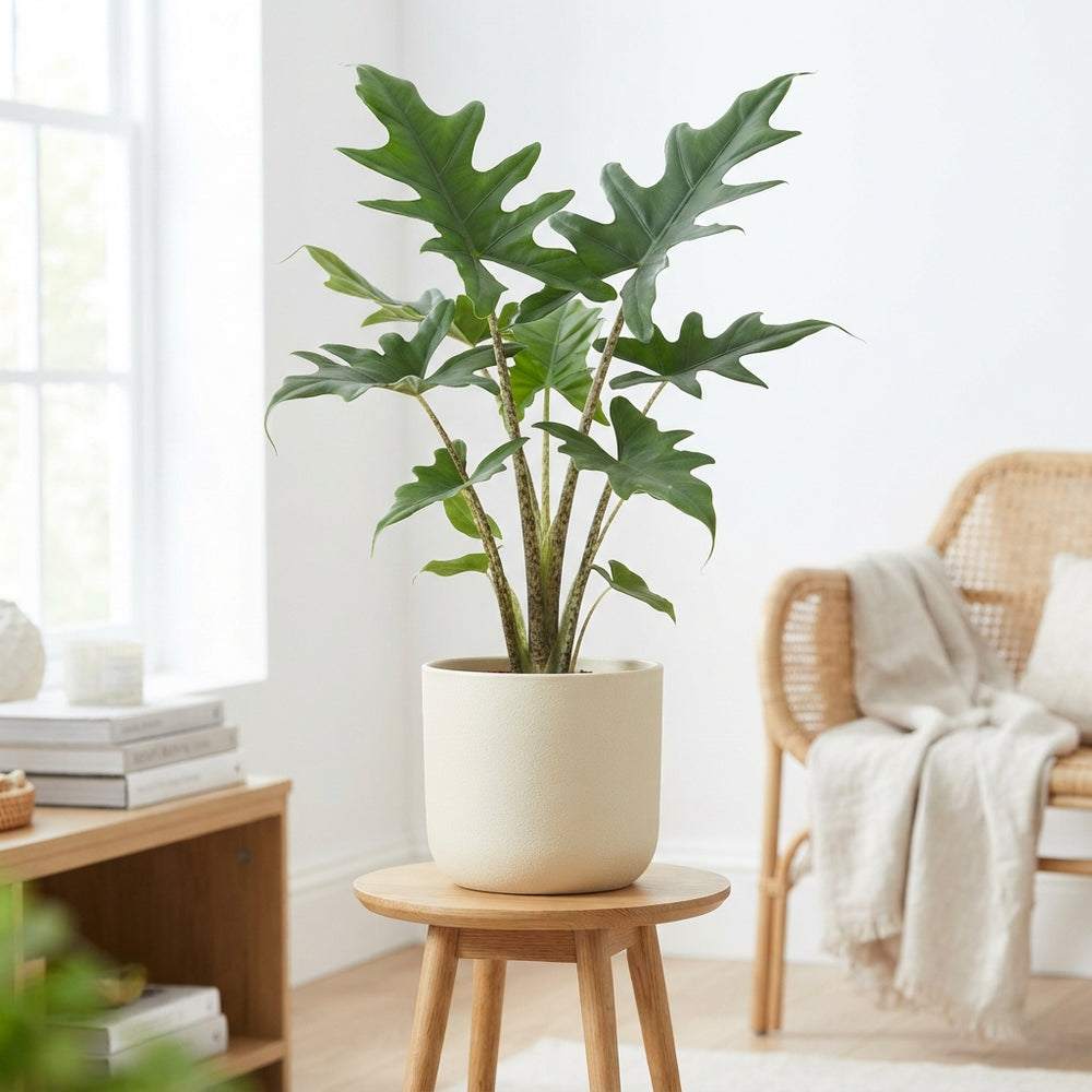Alocasia Stingray – 17cm Pot, Approx. 85cm Tall