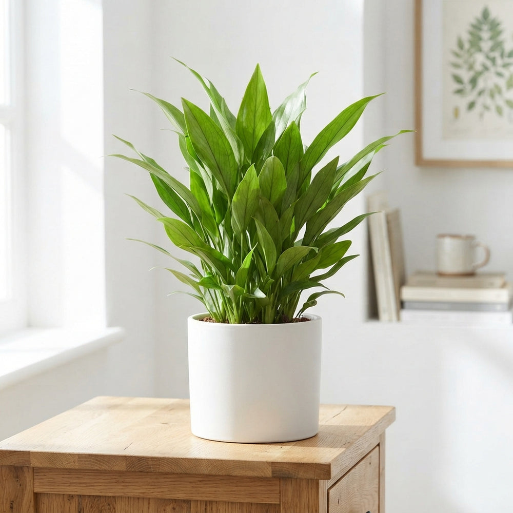 Green Houseplant – 14cm Pot, Approx. 50cm High