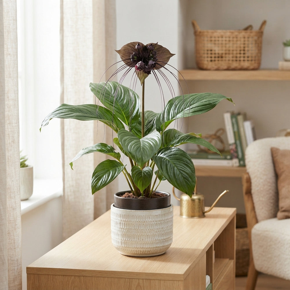 Bat Flower (Tacca chantrieri) – 17cm Pot