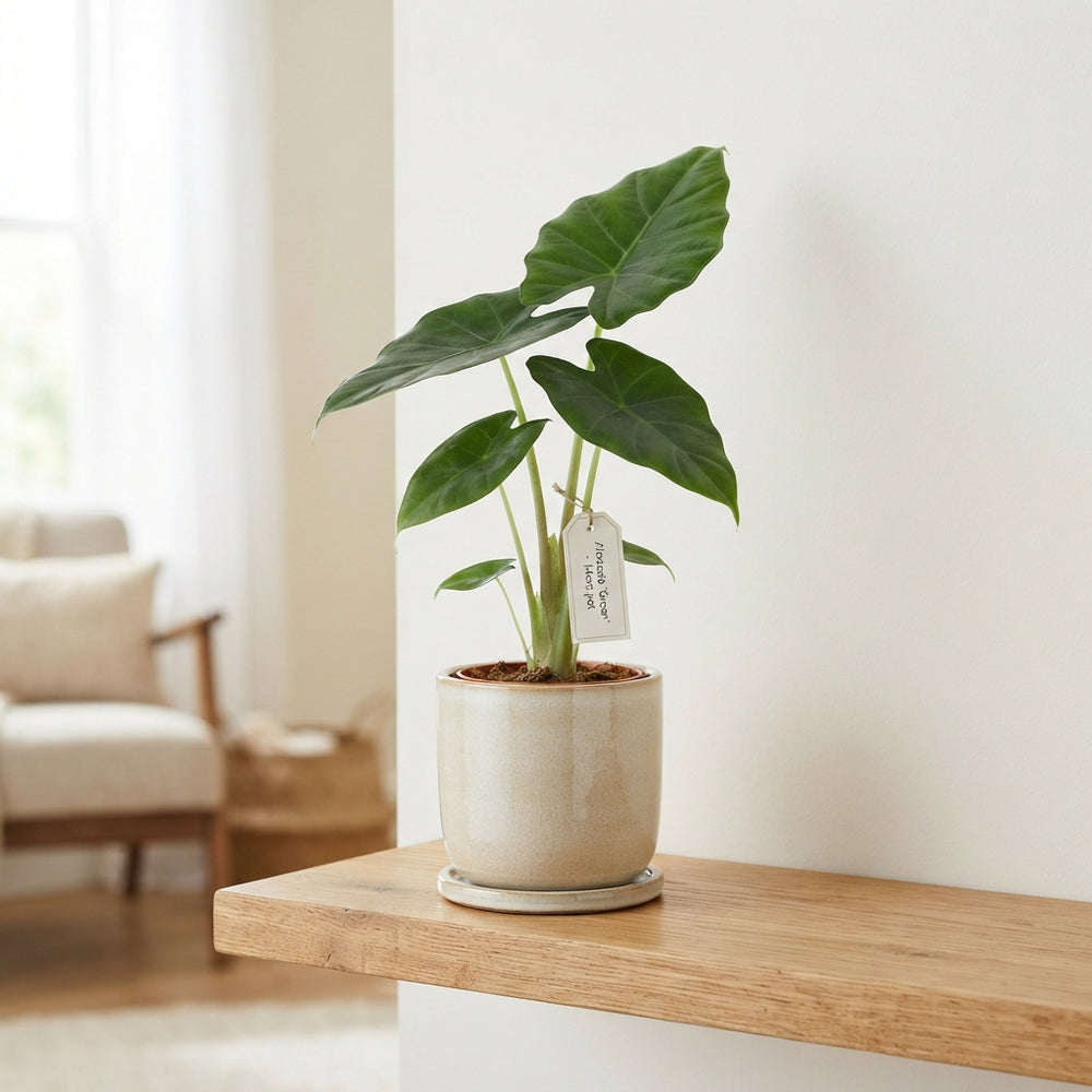 Alocasia Green Houseplant – 14cm Pot