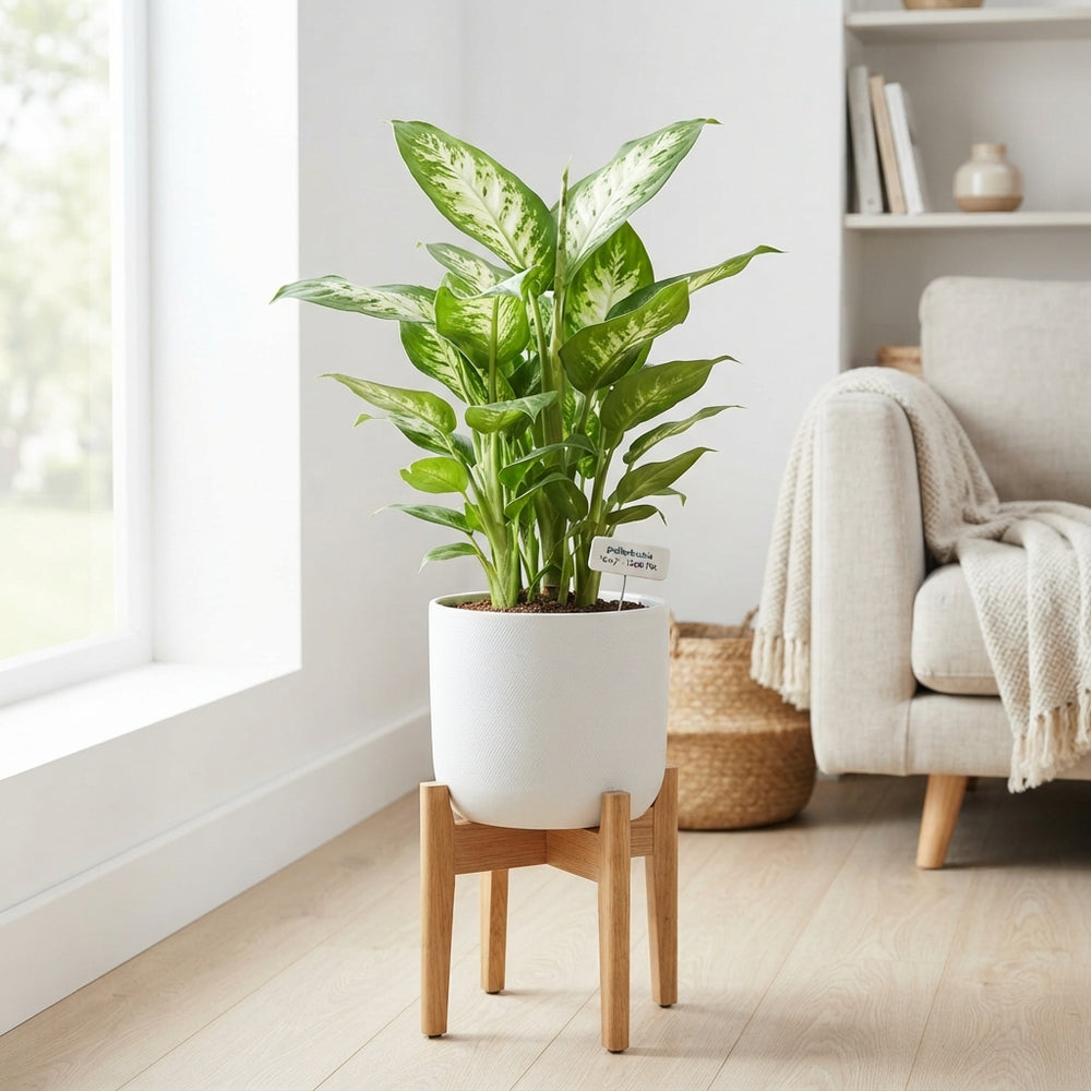 Dieffenbachia Houseplant – 12cm Pot, 30cm High