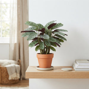 Ctenanthe Amagris Prayer Plant – 12cm Pot