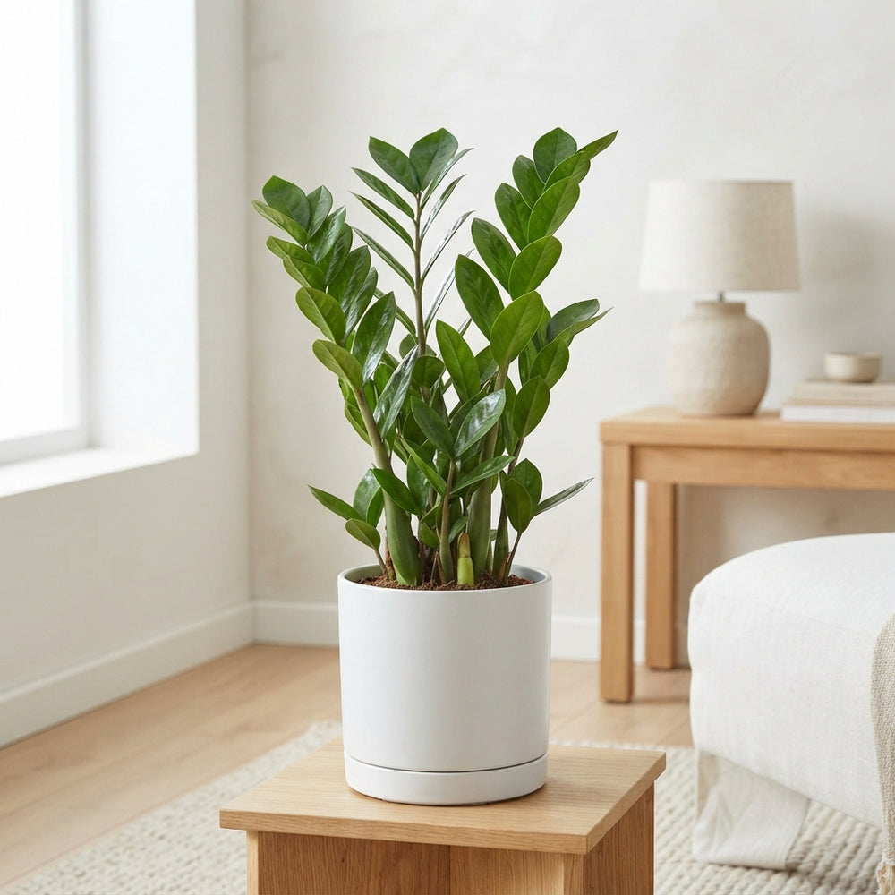 ZZ Plant (Zamioculcas zamiifolia) – 12cm Pot