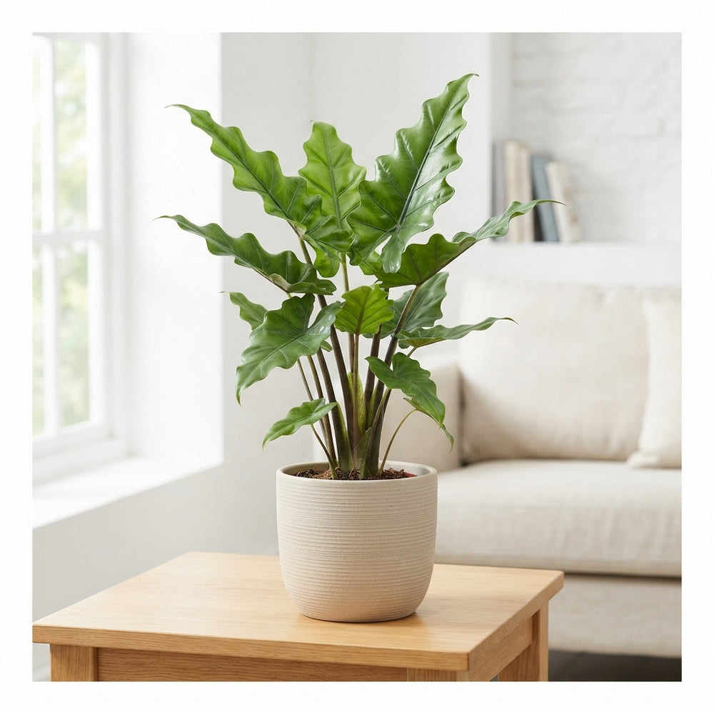 Alocasia Low Rider – 12cm Pot, Approx. 40cm High