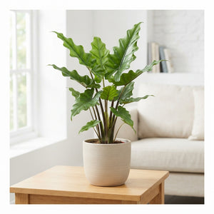Alocasia Low Rider – 12cm Pot, Approx. 40cm High