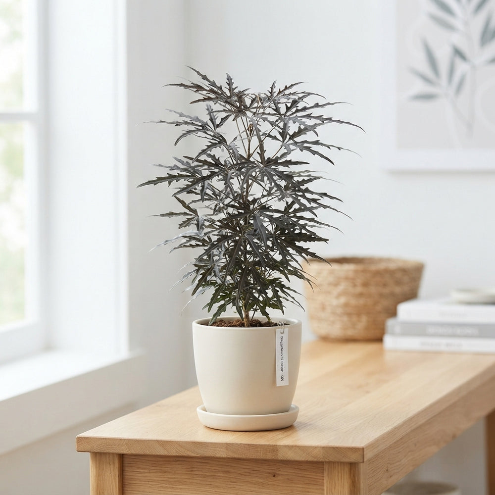 False Aralia (Dizygotheca elegantissima) – 9cm Pot