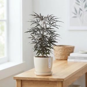 False Aralia (Dizygotheca elegantissima) – 9cm Pot