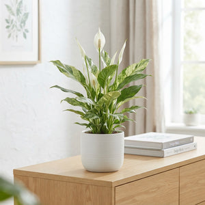 Peace Lily ‘Diamond Silver Leaf’ – 12cm Pot
