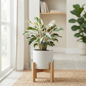 Calathea Fusion White – 14cm Pot, 55cm Tall