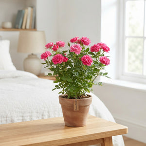 Mixed Kordana Patio Rose – 10.5cm Pot