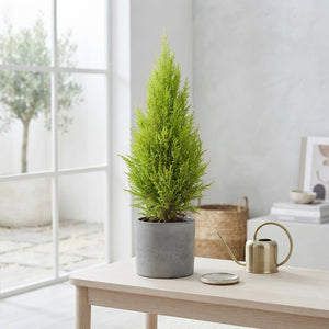 Goldcrest Wilma Cypress (Cupressus macrocarpa) – 14cm Pot