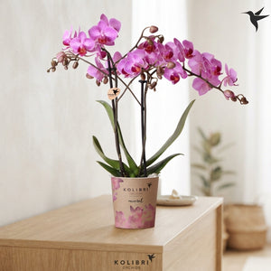 Pink Phalaenopsis Orchid – 9cm Pot, 40cm High