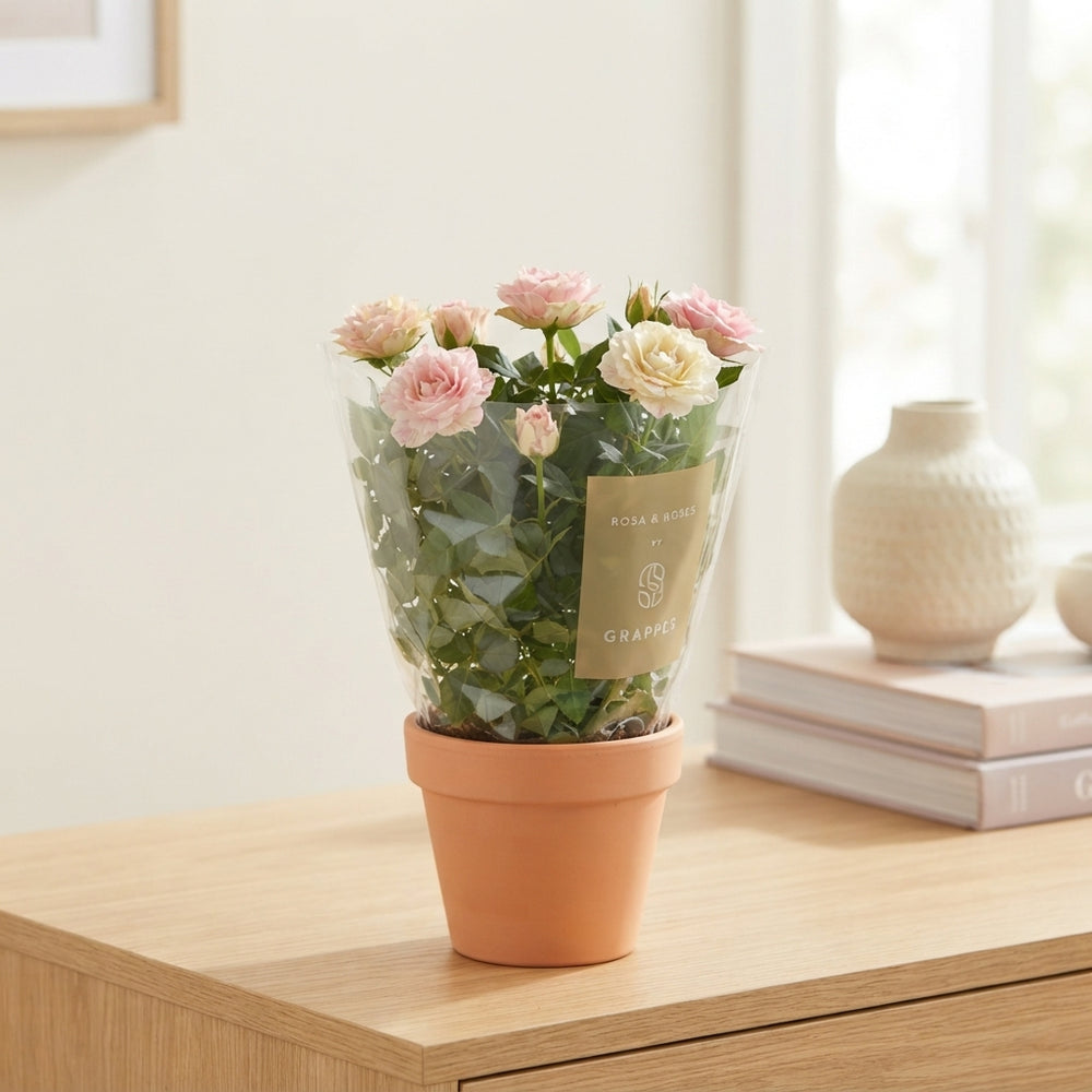 Grande Gem Rose – 10.5cm Pot
