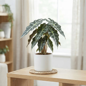 Alocasia Polly – 12cm Pot, Approx. 25cm High