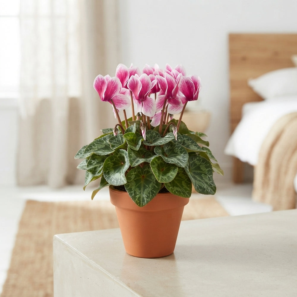 Mixed-Colour Persian Cyclamen (Cyclamen persicum) – 12cm Pot