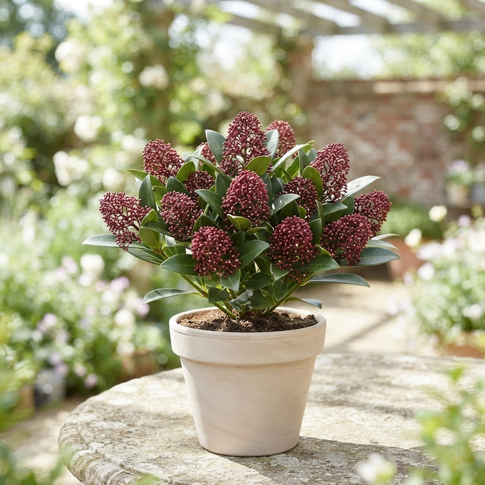 Japanese Skimmia japonica 'Rubella' – 10.5cm Pot