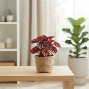 Mixed Green Houseplants in Decorative Basket – 11cm Pots