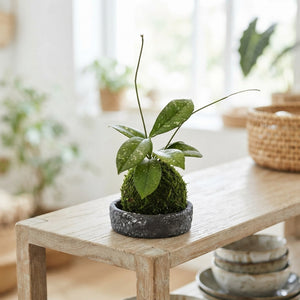 Kokedama Plant Arrangement – 9cm Ceramic Dish