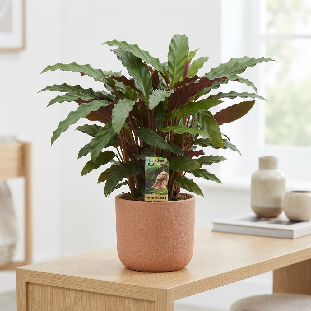 Calathea Rufibarba Prayer Plant – 17cm Pot