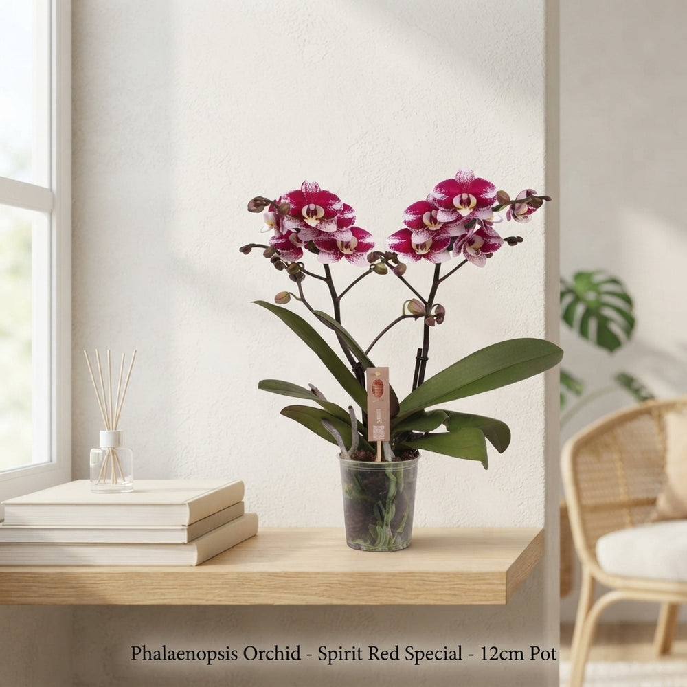 Red Phalaenopsis Orchid – 2 Stem, 12cm Pot