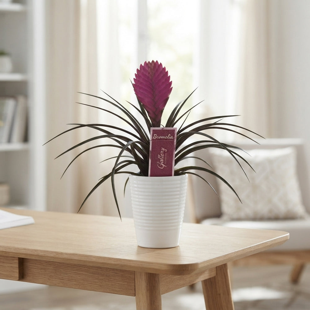 Pink Tillandsia cyanea 'Anita' – 11cm Pot