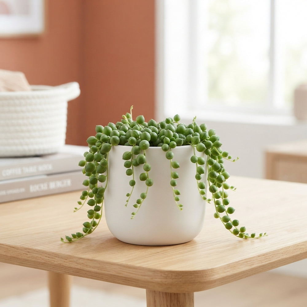 String of Pearls (Senecio rowleyanus) – 11cm Pot