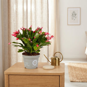 Schlumbergera Christmas Cactus Mix – 12cm Pot