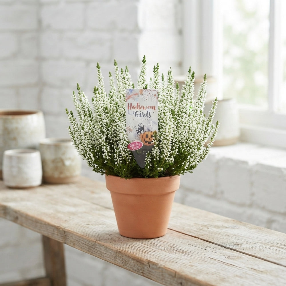 White Calluna vulgaris Heather – 6cm Pot