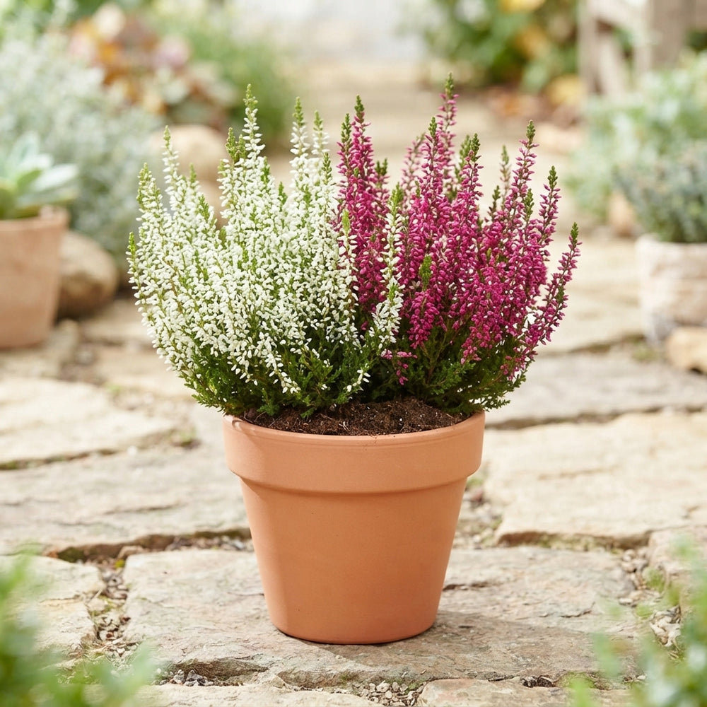 Garden Girls Heather (Calluna vulgaris) – 17cm Pot