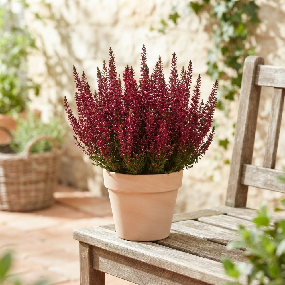 Garden Girls Heather (Calluna vulgaris) – 12cm Pot