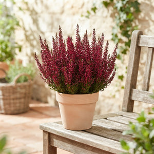 Garden Girls Heather (Calluna vulgaris) – 12cm Pot