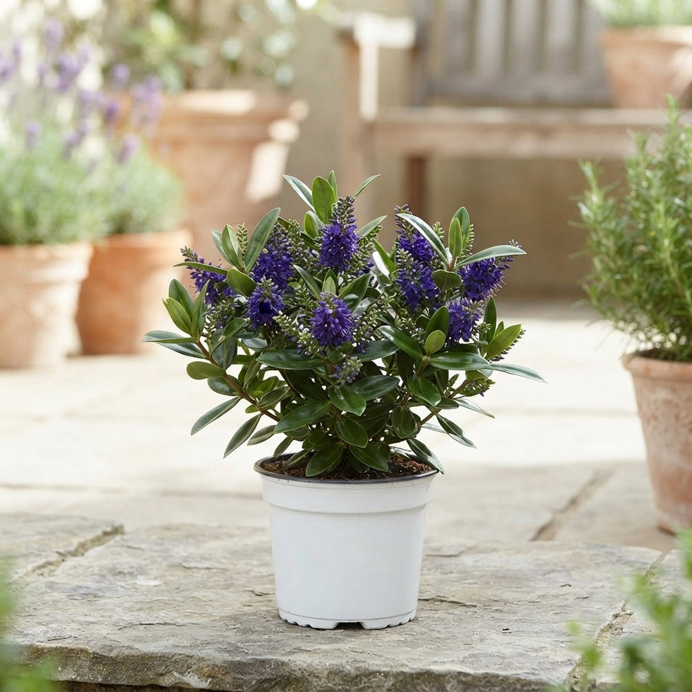 Hebe ‘Andersonii’ ‘Dunkellaubig Blau’ – 17cm Pot
