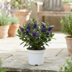 Hebe ‘Andersonii’ ‘Dunkellaubig Blau’ – 17cm Pot