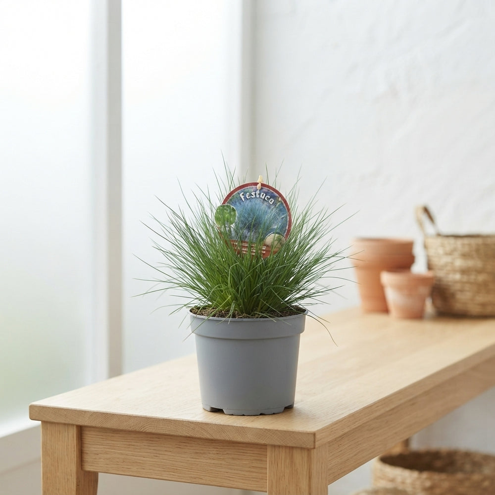 Bearskin Fescue ‘Gautieri Bernie’ – 13cm Pot
