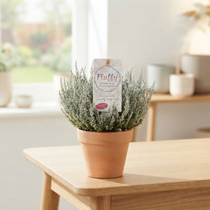 Garden Girls Heather (Calluna vulgaris) – 6cm Pot